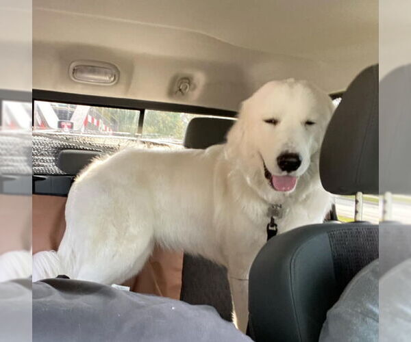 Medium Photo #3 Great Pyrenees Puppy For Sale in Dana Point, CA, USA