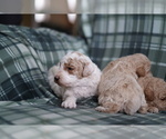 Small Photo #3 Poodle (Miniature) Puppy For Sale in FREDERICK, MD, USA