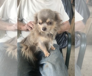 Chihuahua Puppy for sale in NEW CASTLE, IN, USA