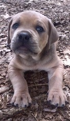 Mastiff Puppy for sale in IREDELL, TX, USA