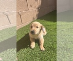Small Photo #23 Golden Retriever Puppy For Sale in LAS VEGAS, NV, USA
