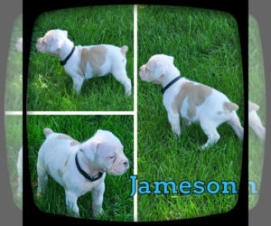 Olde English Bulldogge Puppy for sale in WHEELER, MI, USA