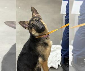 German Shepherd Dog Dogs for adoption in Forestville, MD, USA
