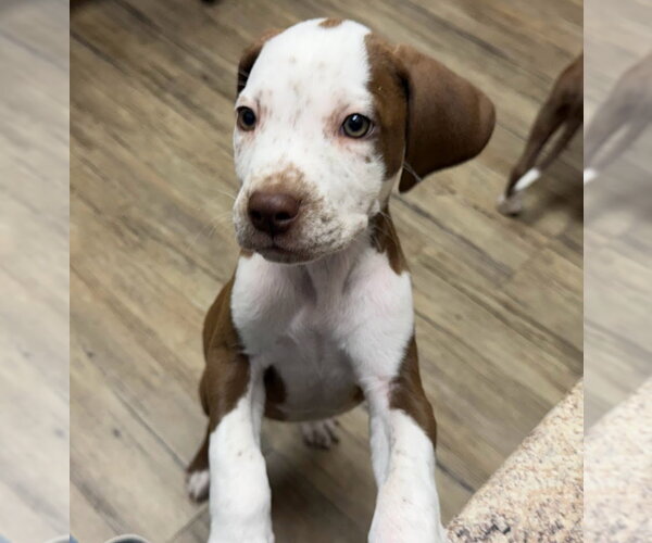 Medium Photo #2 Coonhound-Unknown Mix Puppy For Sale in Des Moines, IA, USA