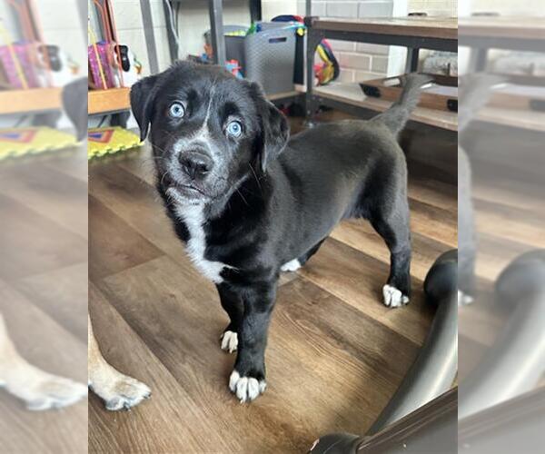 Medium Photo #1 Mutt Puppy For Sale in Sacramento, CA, USA