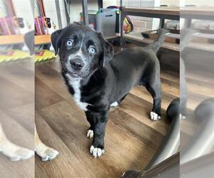 Mutt Dogs for adoption in Sacramento, CA, USA