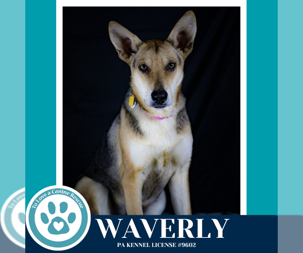 Medium Photo #3 German Shepherd Dog-Unknown Mix Puppy For Sale in Kimberton, PA, USA