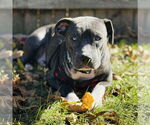 Small Photo #24 Staffordshire Bull Terrier-Unknown Mix Puppy For Sale in Germantown, OH, USA