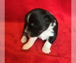 Small Photo #5 Miniature Australian Shepherd Puppy For Sale in FORT MORGAN, CO, USA