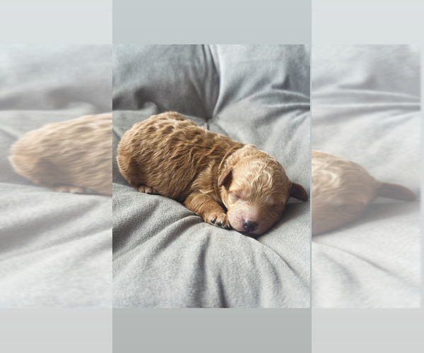 Medium Photo #7 Poodle (Toy) Puppy For Sale in BRONX, NY, USA