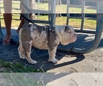 Small Photo #12 English Bulldog Puppy For Sale in SANTA ANA, CA, USA