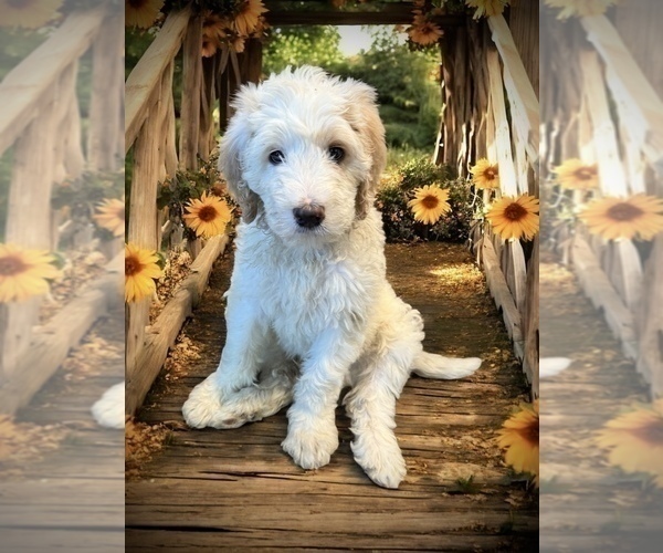 Medium Photo #4 Bernedoodle Puppy For Sale in MENIFEE, CA, USA