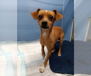 Chihuahua Dogs for adoption in San Bernardino, CA, USA