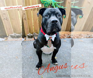 Mastiff Dogs for adoption in Pensacola, FL, USA
