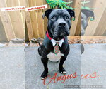 Small Mastiff