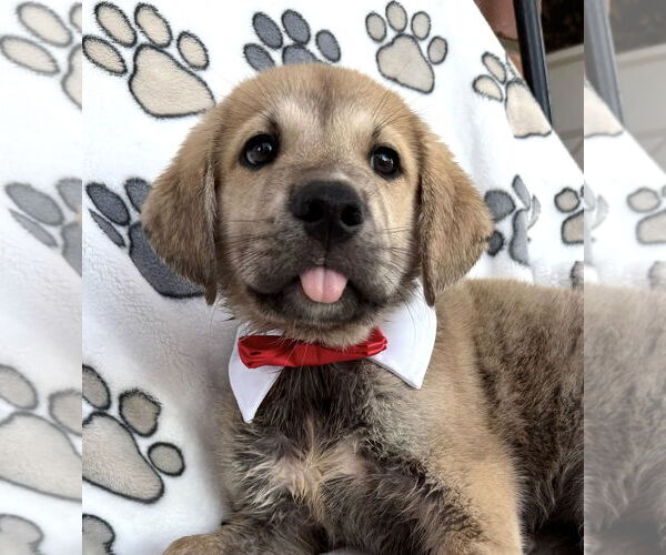 Medium Photo #4 Mutt Puppy For Sale in Goodyear, AZ, USA