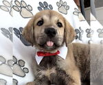 Small #3 Mutt