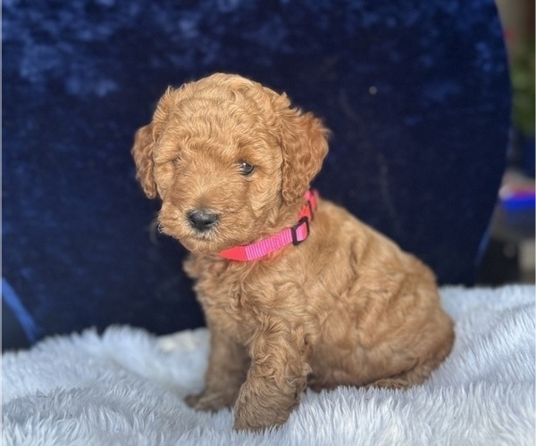 Medium Photo #2 Goldendoodle (Miniature) Puppy For Sale in SAN FERNANDO, CA, USA