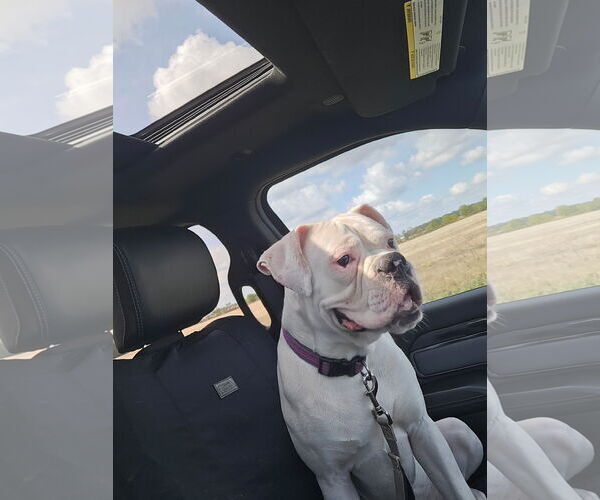 Medium Photo #2 Boxer Puppy For Sale in Woodbury, MN, USA