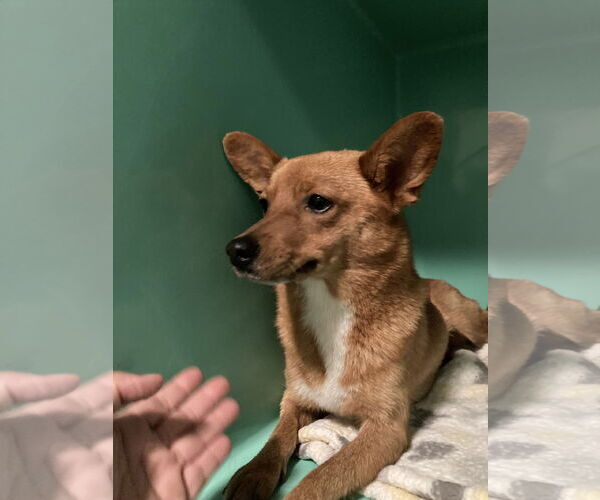 Medium Photo #4 Schipperke-Unknown Mix Puppy For Sale in San Diego, CA, USA