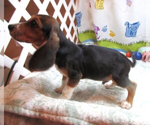 Beagle Puppy for sale in RATTAN, OK, USA