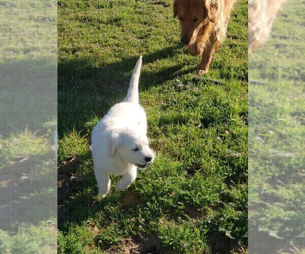 Medium Photo #3 Golden Retriever Puppy For Sale in THOUSAND OAKS, CA, USA