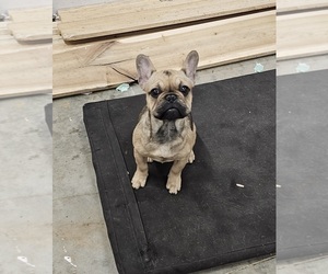 French Bulldog Puppy for sale in STATE ROAD, NC, USA