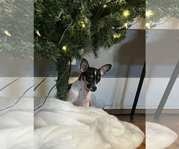 Medium Photo #3 Chihuahua-Unknown Mix Puppy For Sale in Grafton, WI, USA