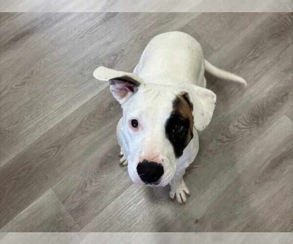 Medium Photo #8 American Pit Bull Terrier-American Staffordshire Terrier Mix Puppy For Sale in Chester, VA, USA