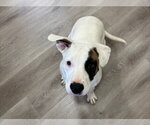 Small #7 American Pit Bull Terrier-American Staffordshire Terrier Mix
