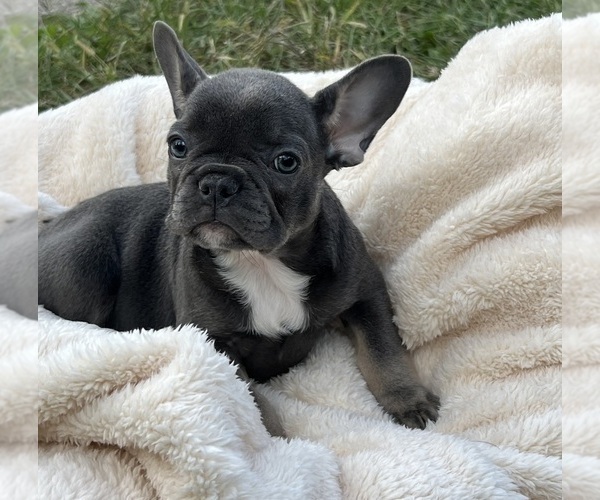 Medium Photo #1 French Bulldog Puppy For Sale in CINCINNATI, OH, USA