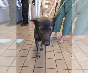 Mutt Dogs for adoption in Burbank, CA, USA