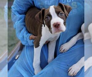 American Staffordshire Terrier-Unknown Mix Dogs for adoption in San Antonio, TX, USA