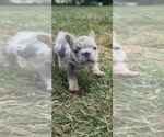 Small #5 French Bulldog