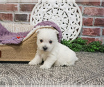 Small #7 West Highland White Terrier