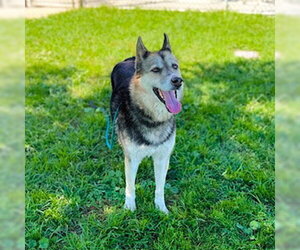 German Shepherd Dog Dogs for adoption in Modesto, CA, USA
