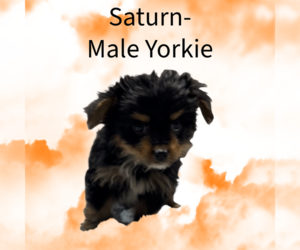 Yorkshire Terrier Puppy for sale in AZLE, TX, USA