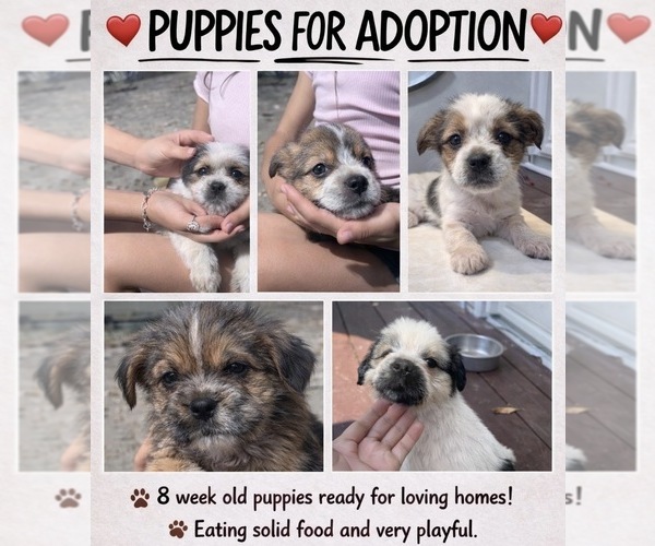 Medium Photo #1 German Shepherd Dog-Shih Tzu Mix Puppy For Sale in HOCKLEY, TX, USA