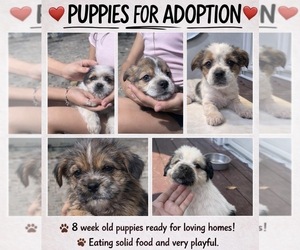 German Shepherd Dog-Shih Tzu Mix Dogs for adoption in HOCKLEY, TX, USA