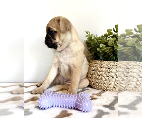 Medium Photo #4 Pug Puppy For Sale in INDIANAPOLIS, IN, USA