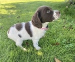 Small Photo #5 Brittany Puppy For Sale in GRANVILLE, MA, USA