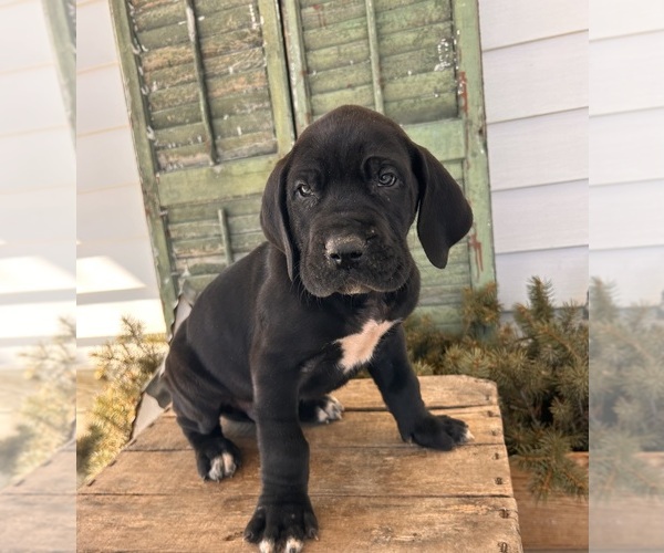 Medium Photo #4 Great Dane Puppy For Sale in MIDDLEBURY, IN, USA
