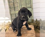 Small #3 Great Dane
