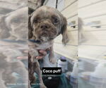 Small Shih Tzu