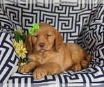 Small Photo #5 Golden Retriever Puppy For Sale in DELTA, PA, USA