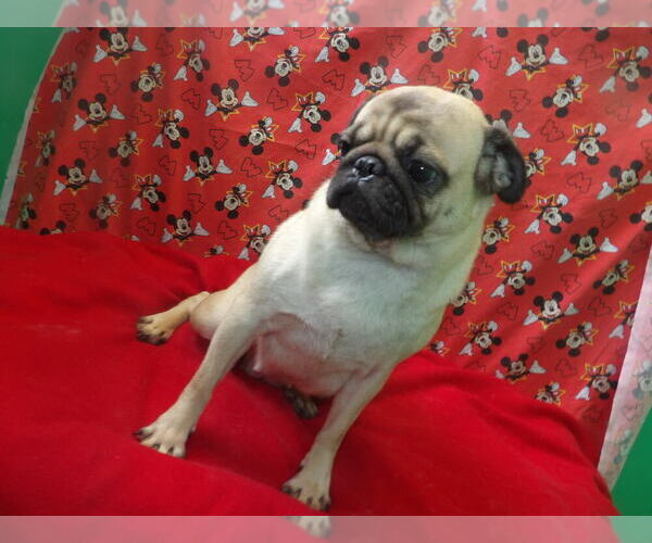 Medium Photo #3 Pug Puppy For Sale in PATERSON, NJ, USA