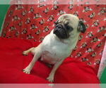 Small #2 Pug