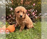 Small #1 Cockapoo (Toy)