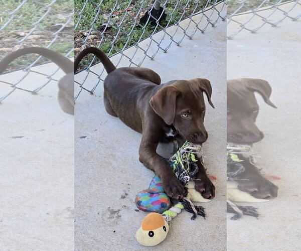 Medium Photo #2 German Shorthaired Pointer-Unknown Mix Puppy For Sale in Rustburg, VA, USA