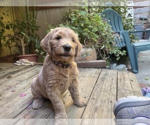 Goldendoodle Puppy for Sale in CASTRO VALLEY, California USA